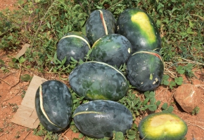 WaterMelon-Black Diamond(10 gm)